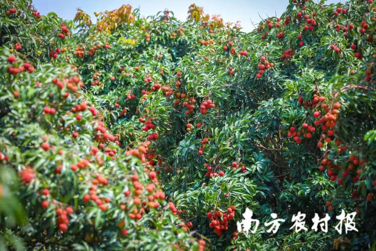 微信图片_2025-12-25_231552_181.png